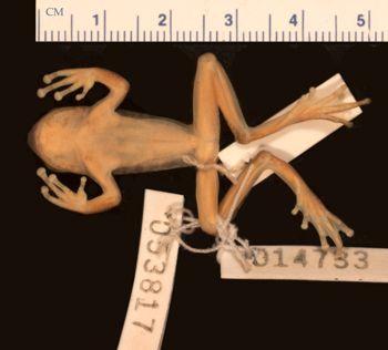Media type: image;   Herpetology A-34965